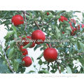 Growing Sweet/Columnar Apple Trees Seeds-High Germination Rate!